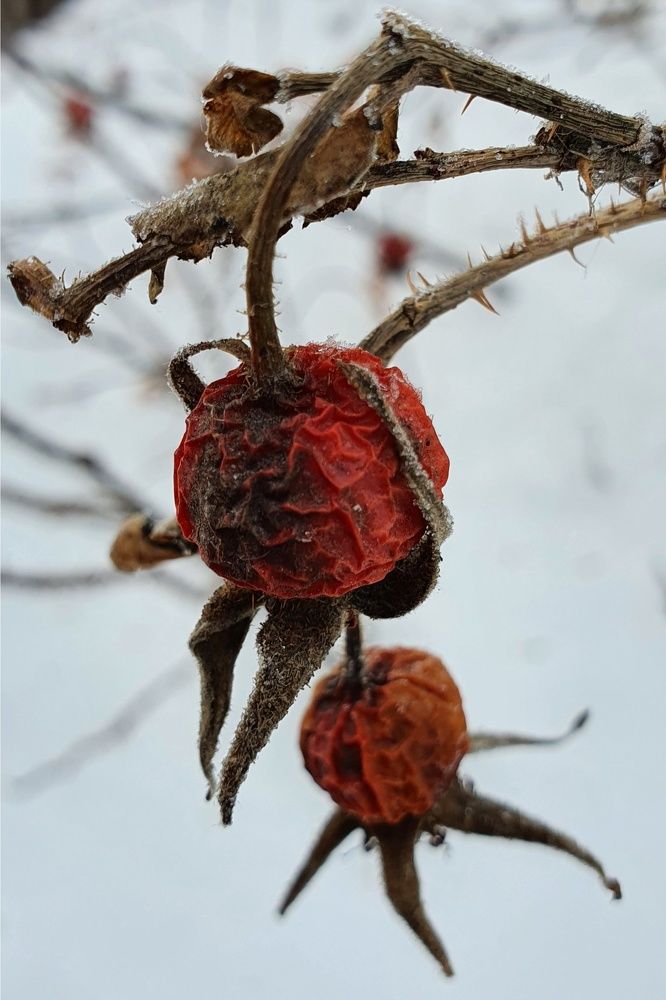 Photograph by Дьяченко Нина