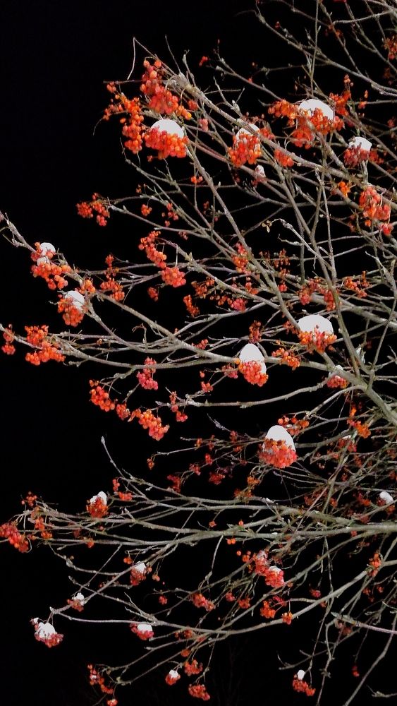 Photograph by Светлана Холодова