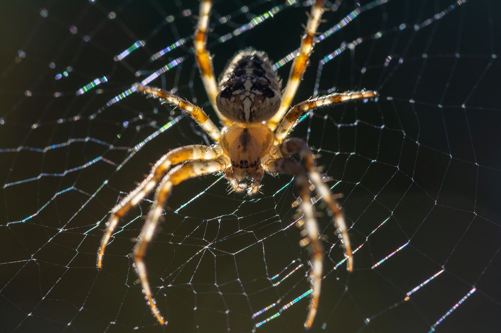 Photograph by Олег Сальников