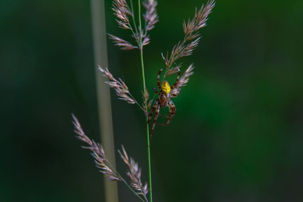 Photograph by Олег Сальников