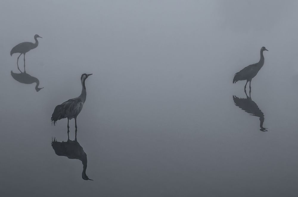 Photograph by Михаил Домешек