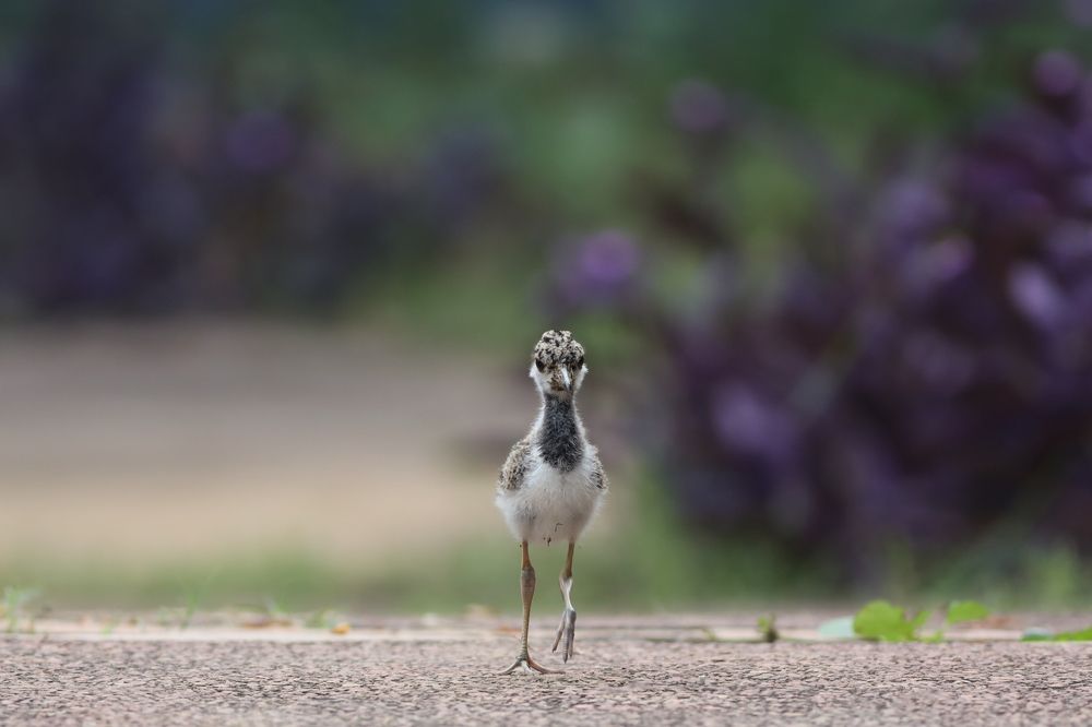 Photograph by Sumathi