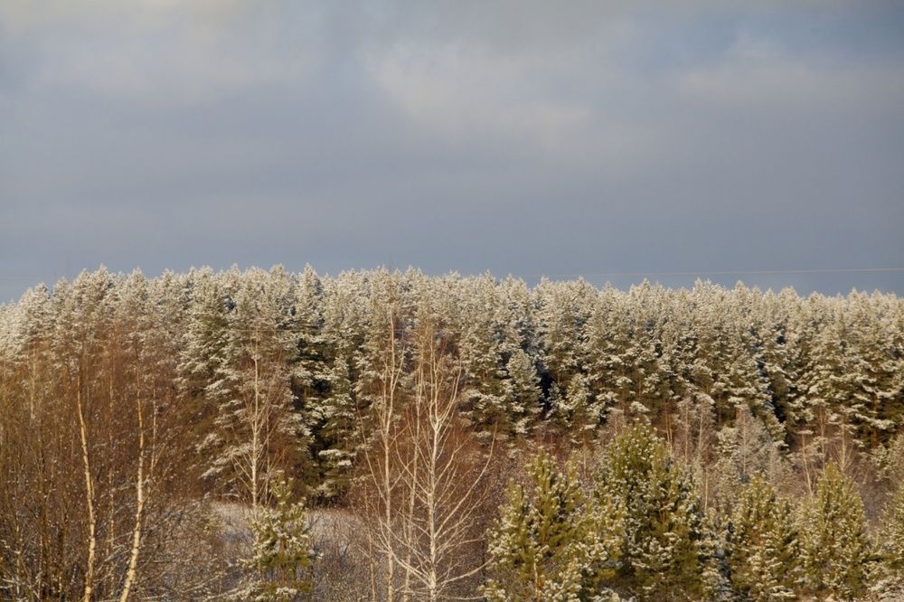 Дебри сказочной тайги