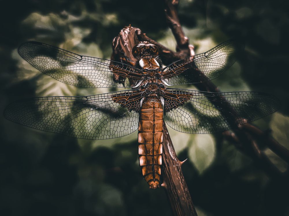 Photograph by Юлия Быкова