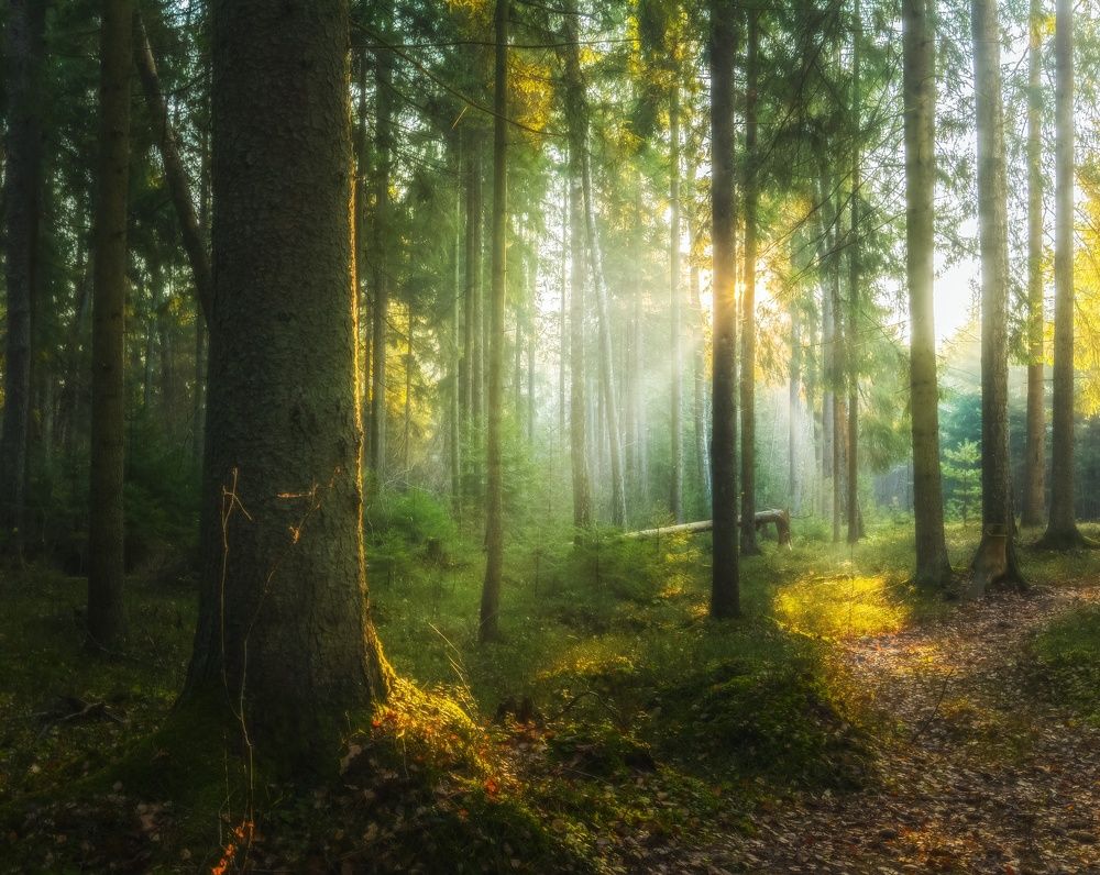 Фотография автора Андрей Врубель
