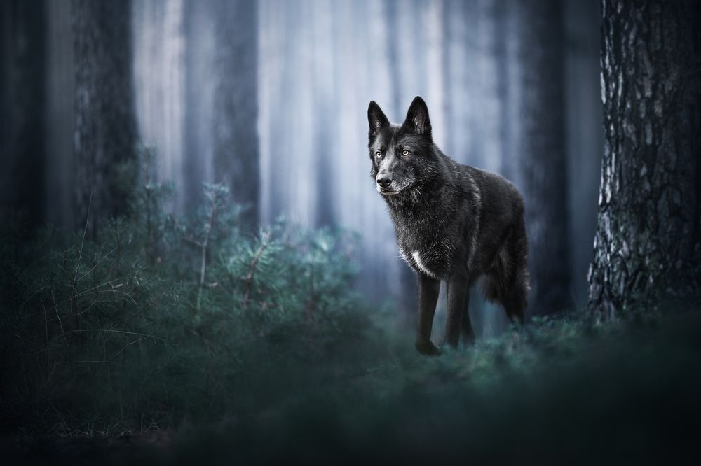 Photograph by Rosie Phang