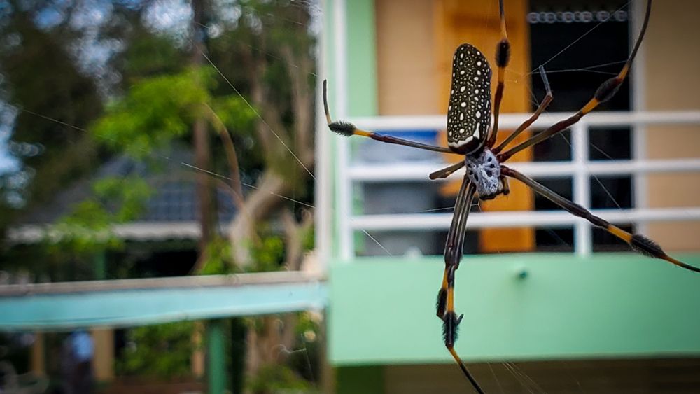 Photograph by Alberto Debs Rosales