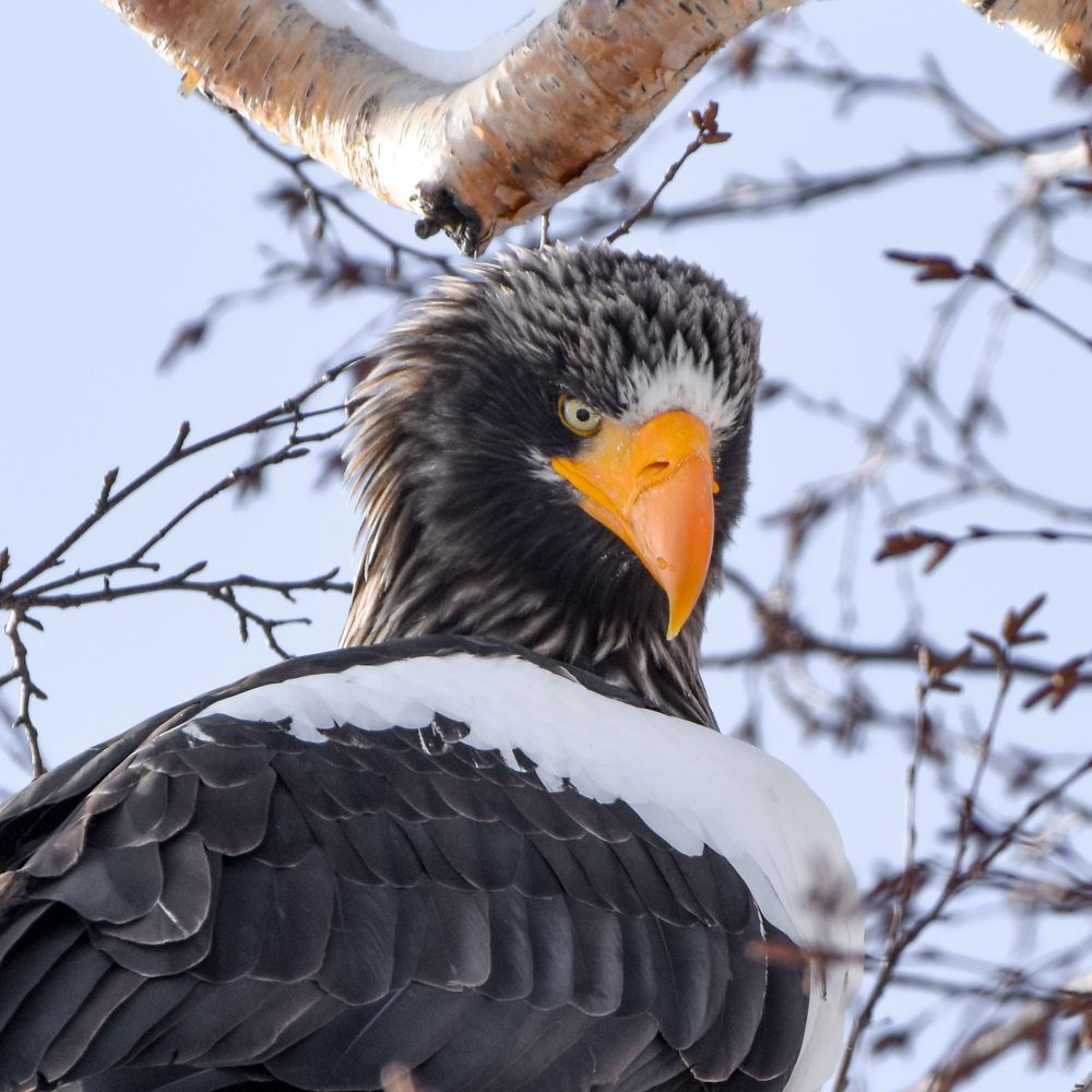 Белоплечий орлан