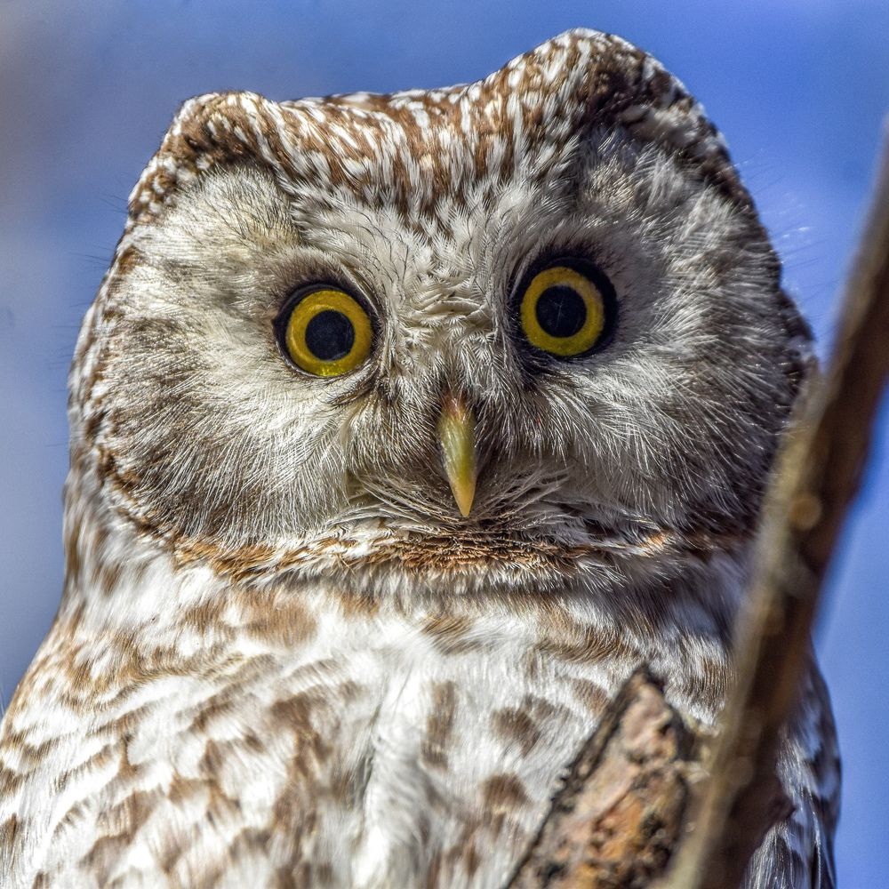 Мохноногий кроха сыч