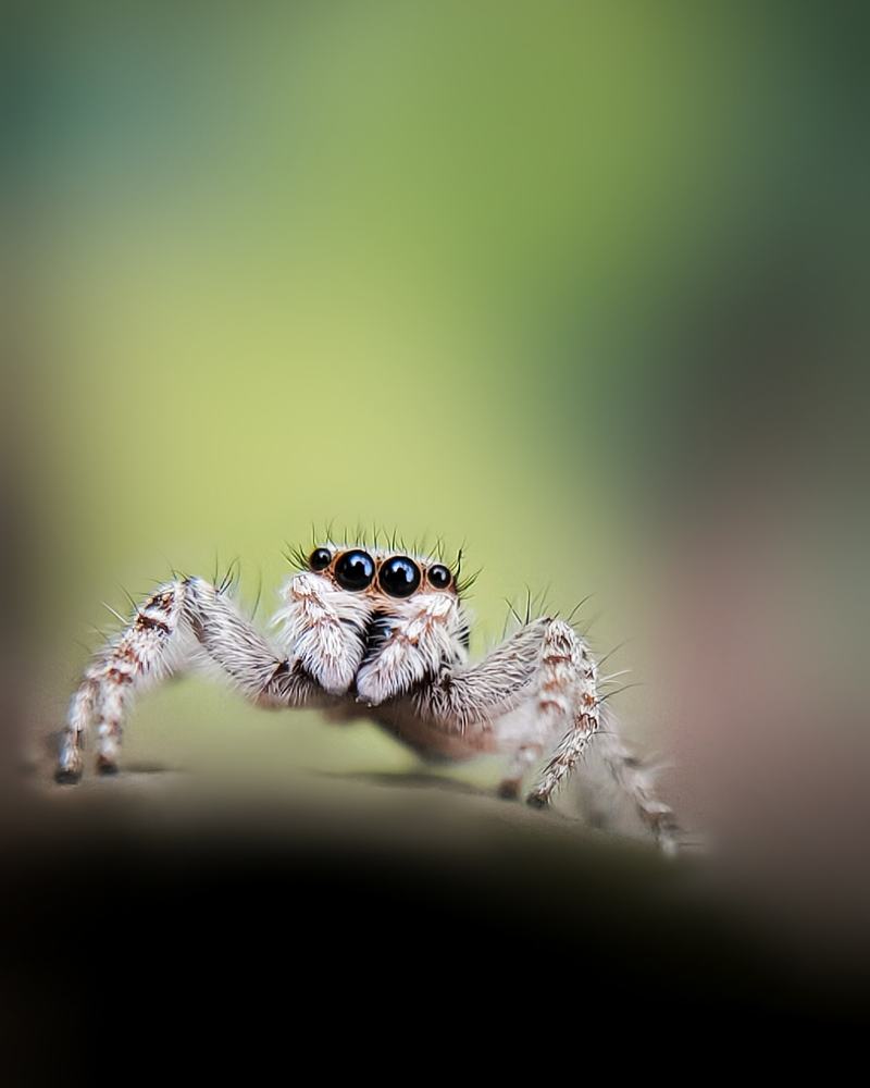 Photograph by Deepak Medisetti