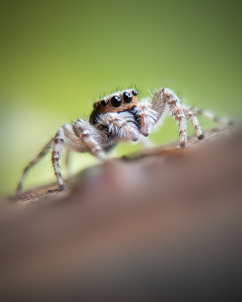 Photograph by Deepak Medisetti