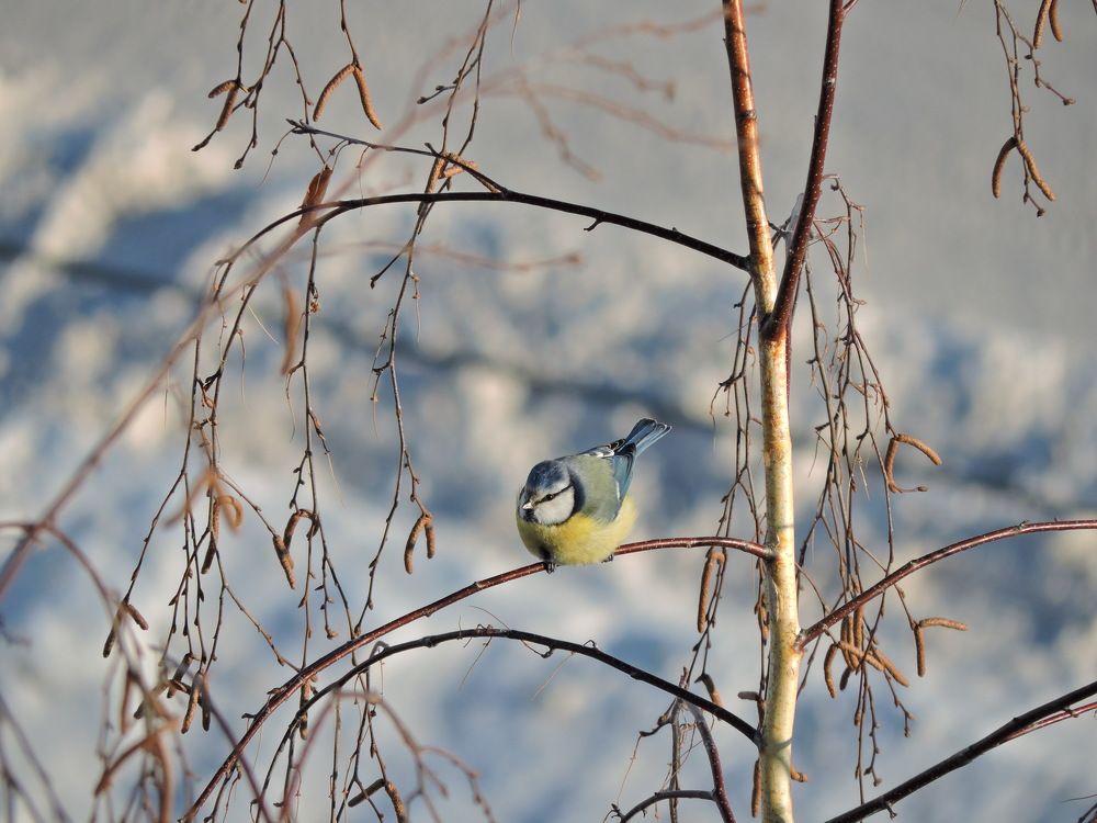 Photo #7009018