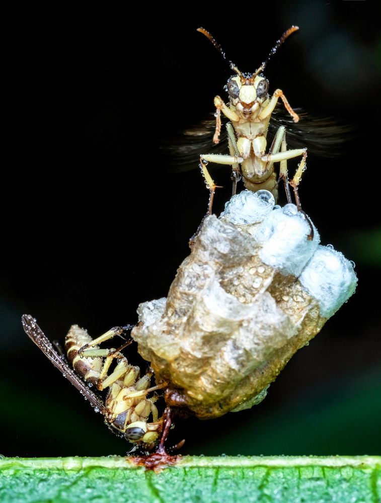 Photograph by KAIYEN LEE