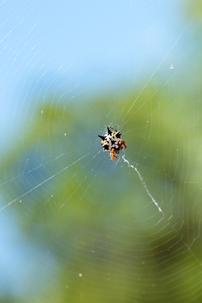 Photograph by Elena Diener