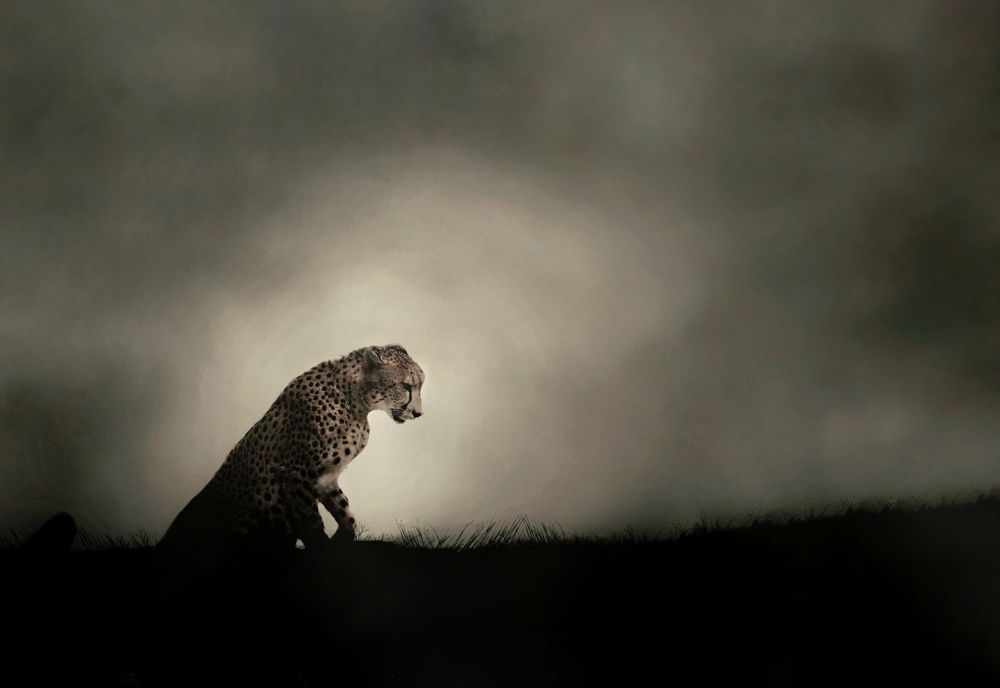 Photograph by Vishal N