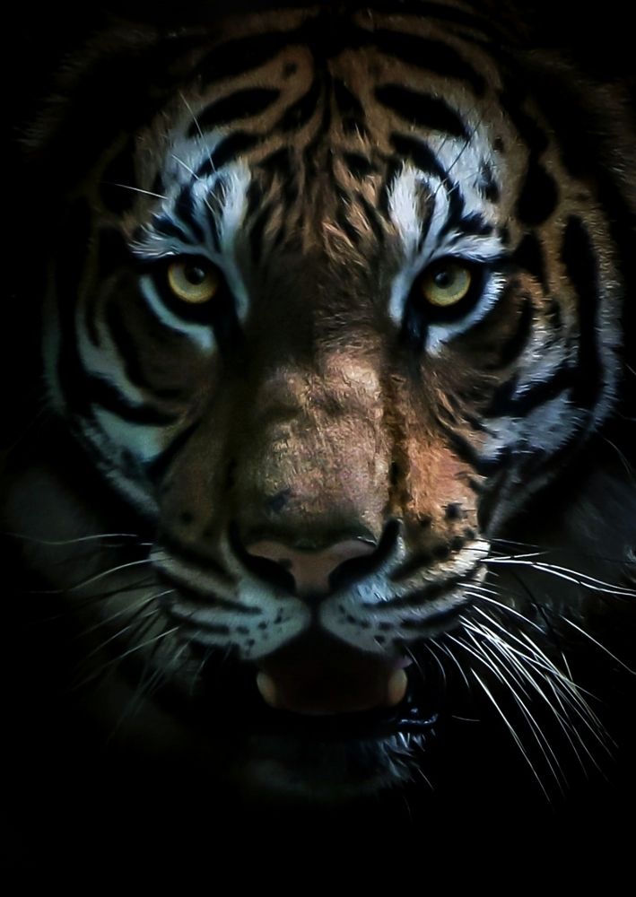 Photograph by Vishal N