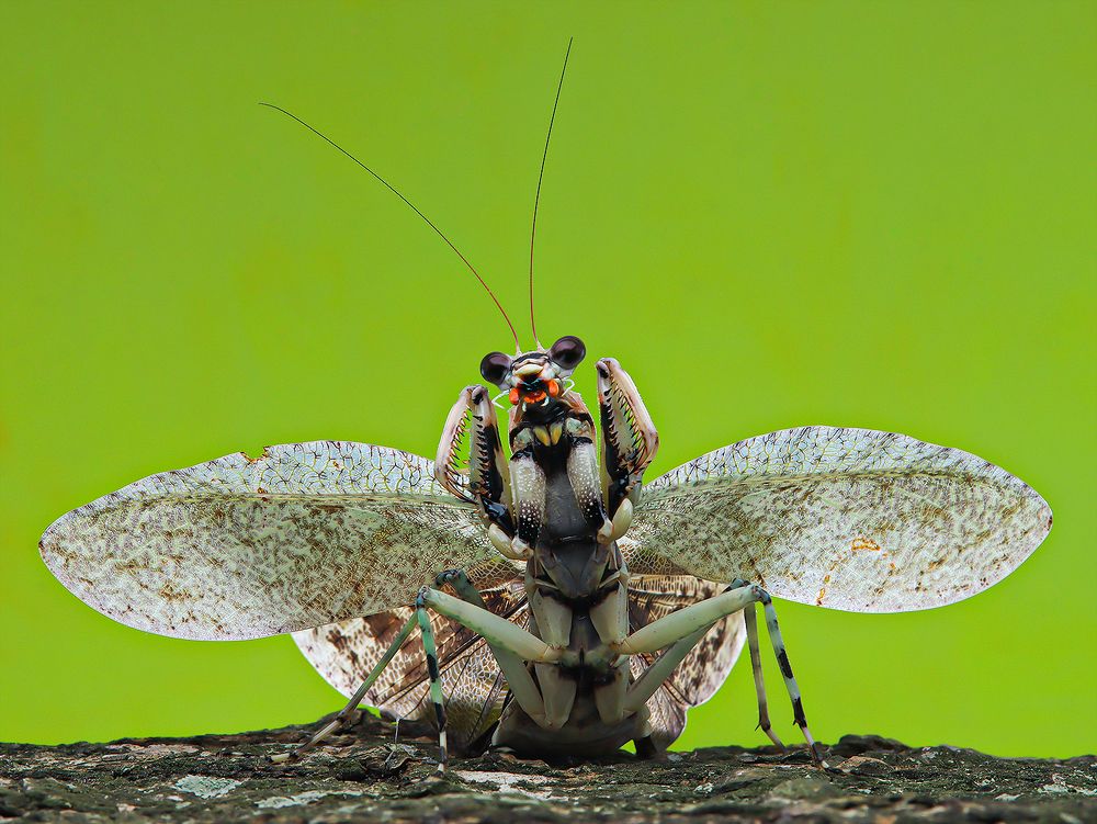 Theopompa Borneana - Bornean Bark Mantis