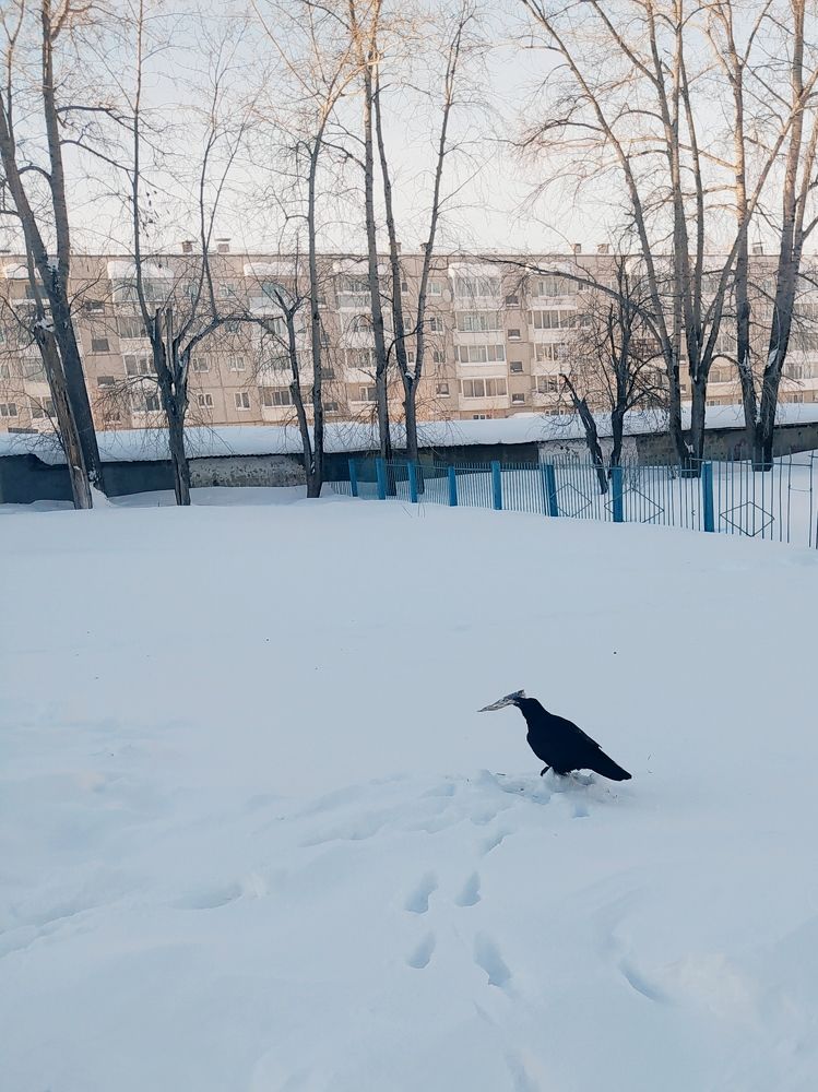 Чёрный ворон