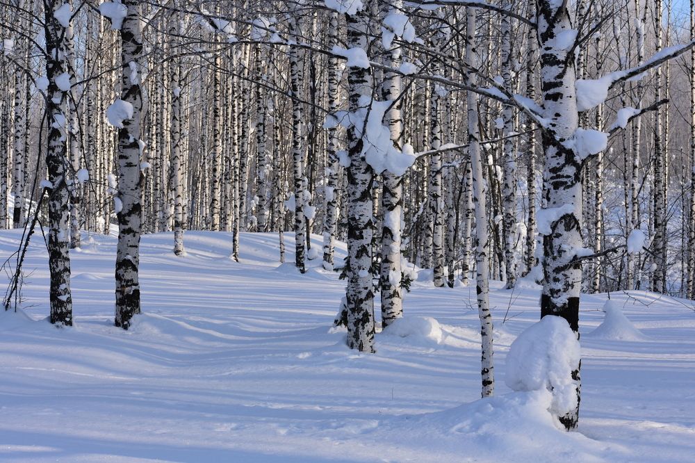 Березовая роща.