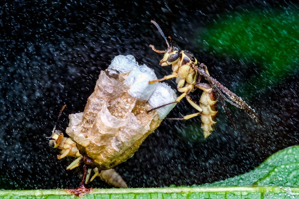 Photograph by KAIYEN LEE