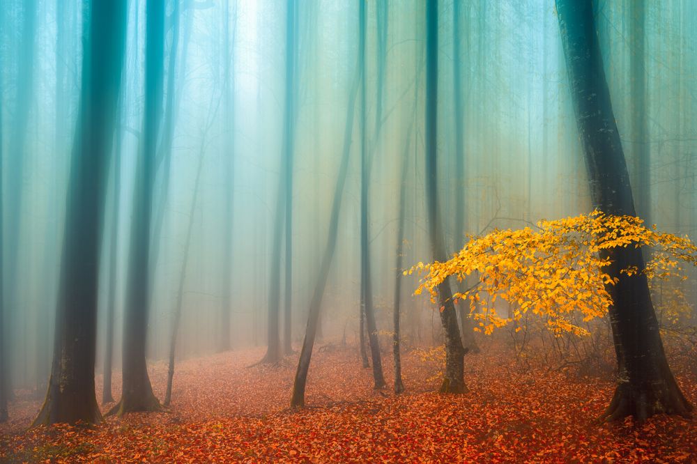 Photograph by Hamed Qane