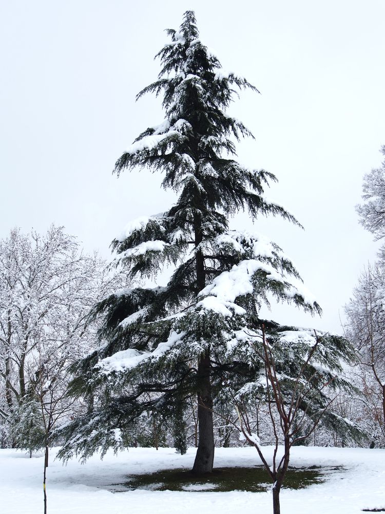 Photograph by Abdolreza Aleagha