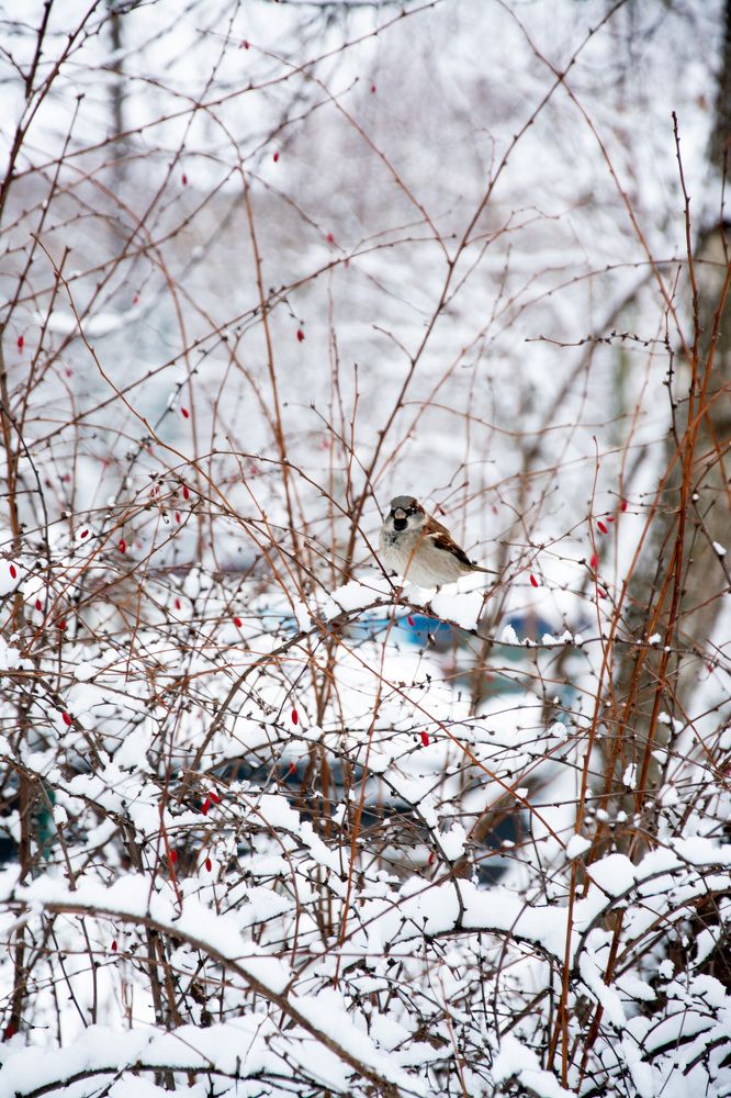 Фотография автора Алёна Сорокина
