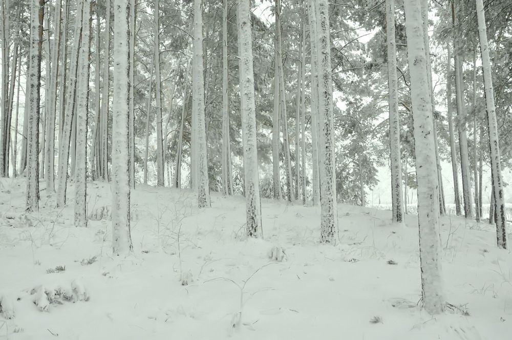 Photograph by НИНА АВЕРЬЯНОВА