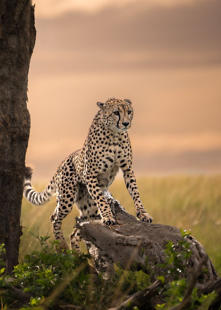 Photograph by Jayakumar MN