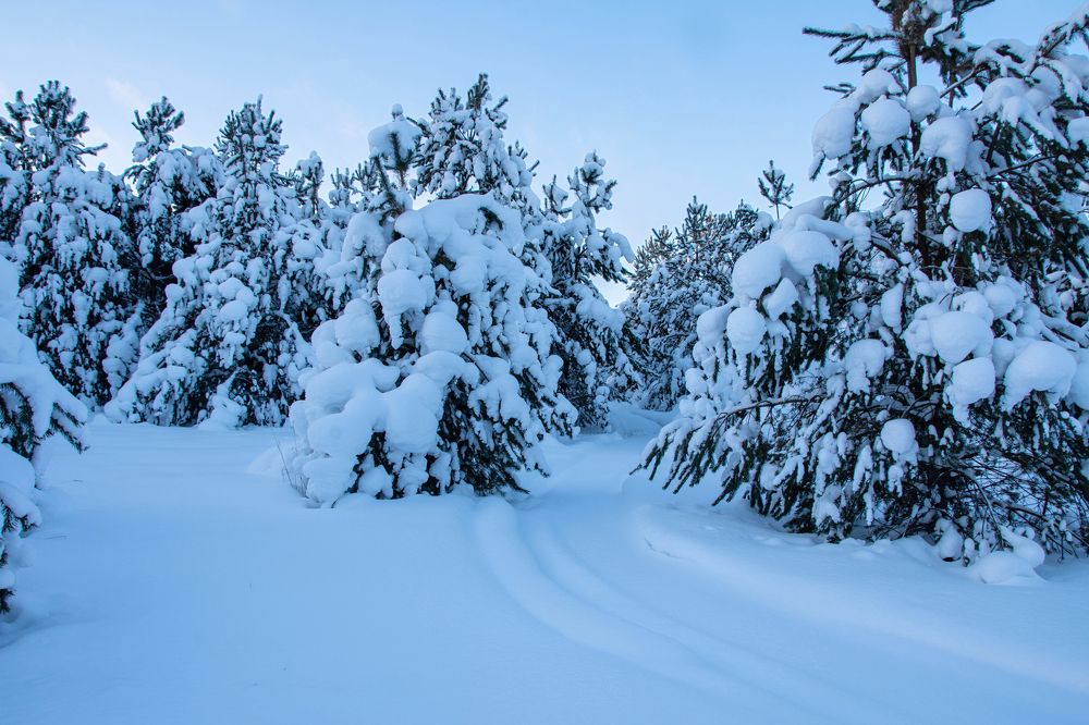 Сказочная красота зимнего леса.