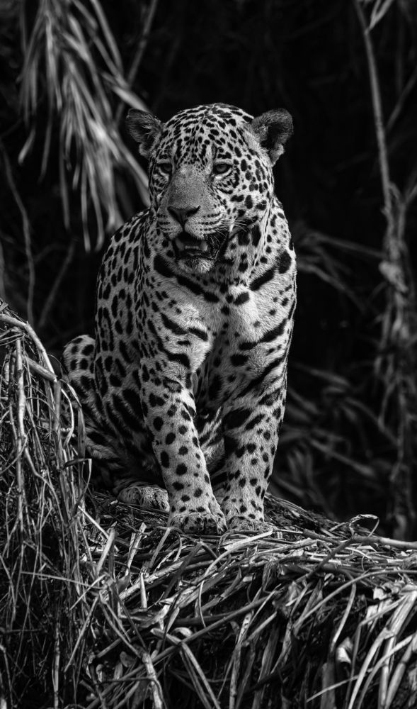 Photograph by Paulo Guerra