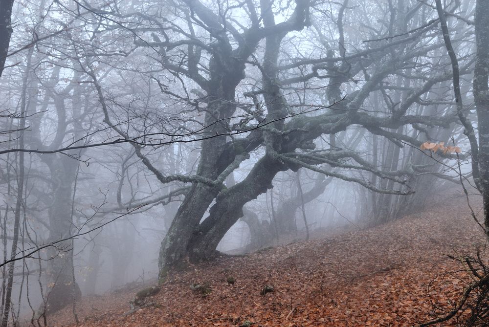 Photograph by Ольга