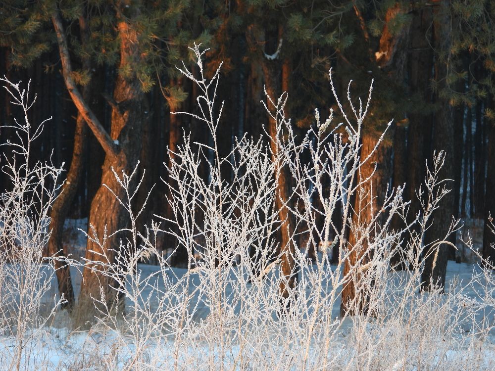 Зимние кружева