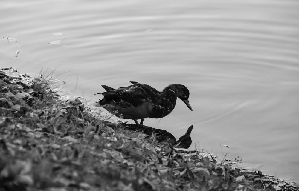 Photograph by Александра Гончаренко Александра Гончаренко