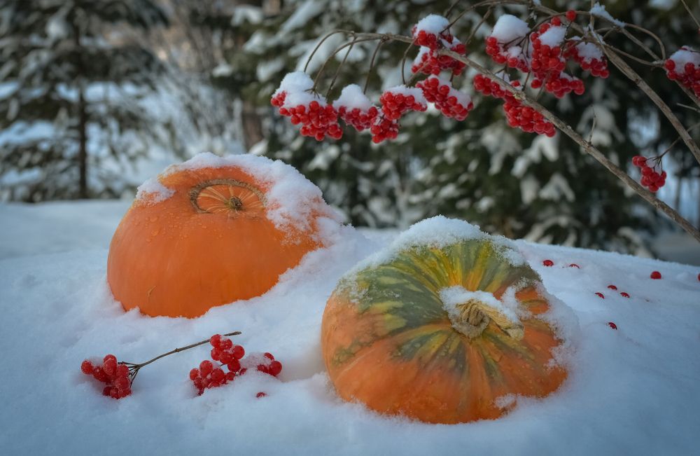 Декабрьский натюрморт