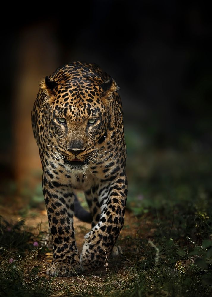 Photograph by Ajay A D