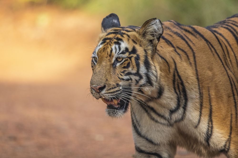 Photograph by Ajay A D