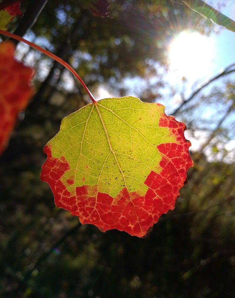 Photo #7011670