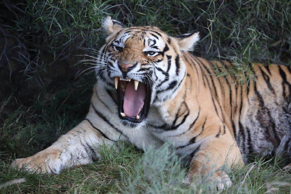 Photograph by МАКСИМ