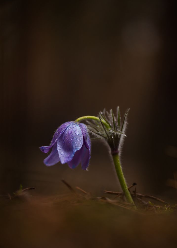 Photograph by Викулов Николай