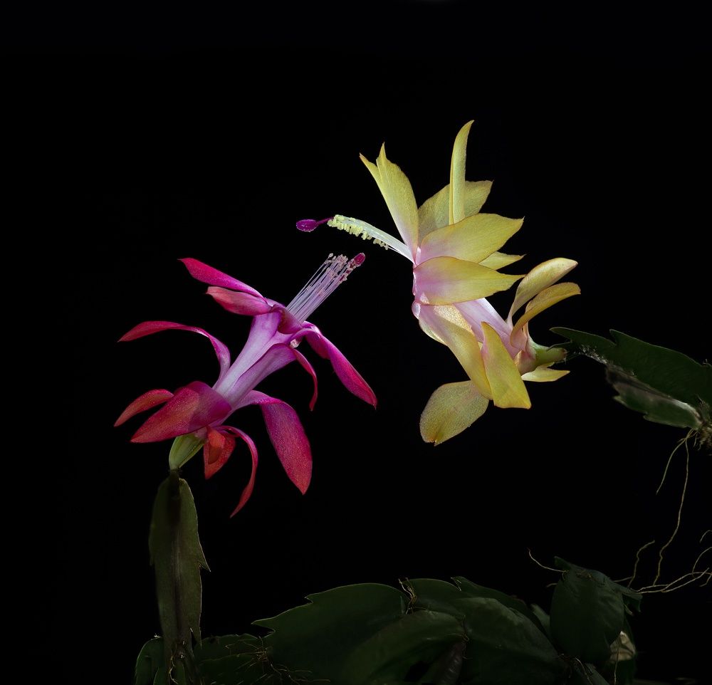 Фотография автора Валентин Черновол