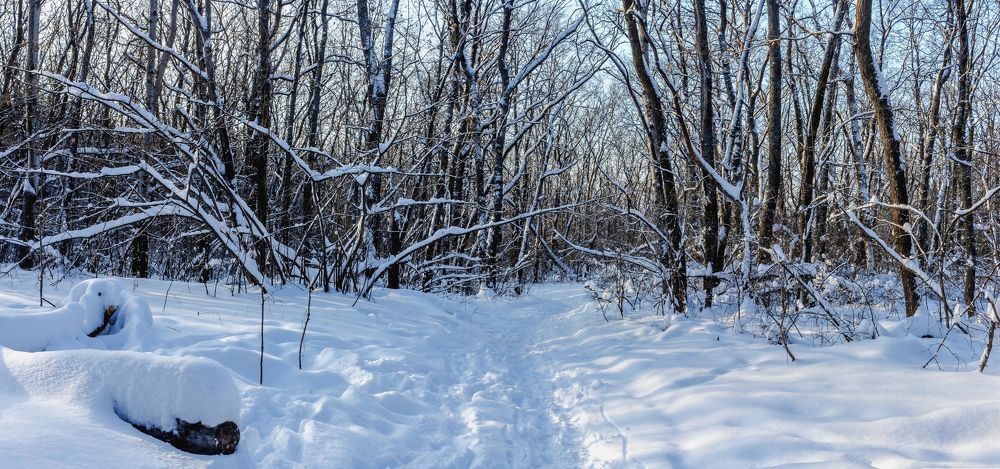 Зимним утром  лесу