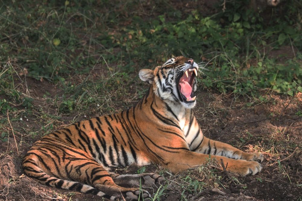 Photograph by Omkar Deshpande