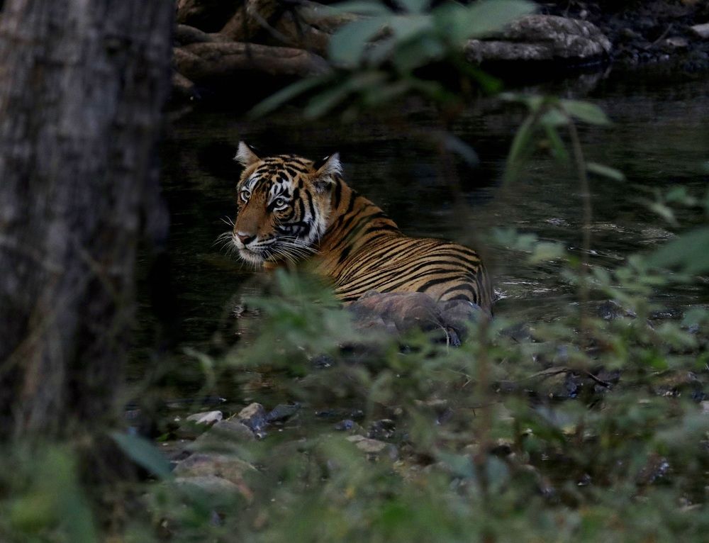 Photograph by Omkar Deshpande