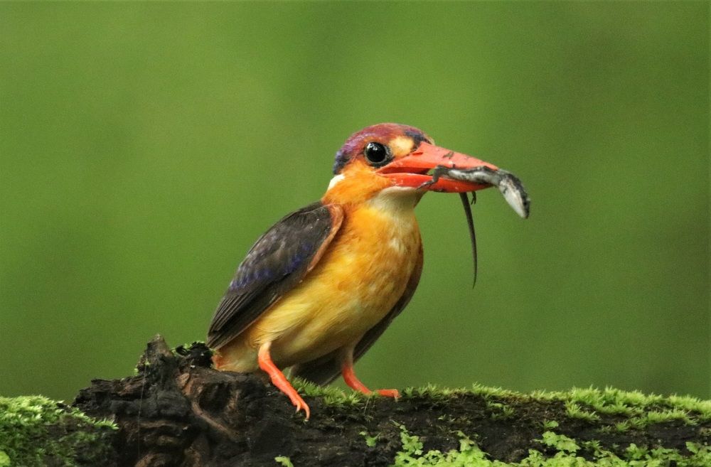 ORIENTIAL DWARF KNGFISHER WITH LIZARD KILL