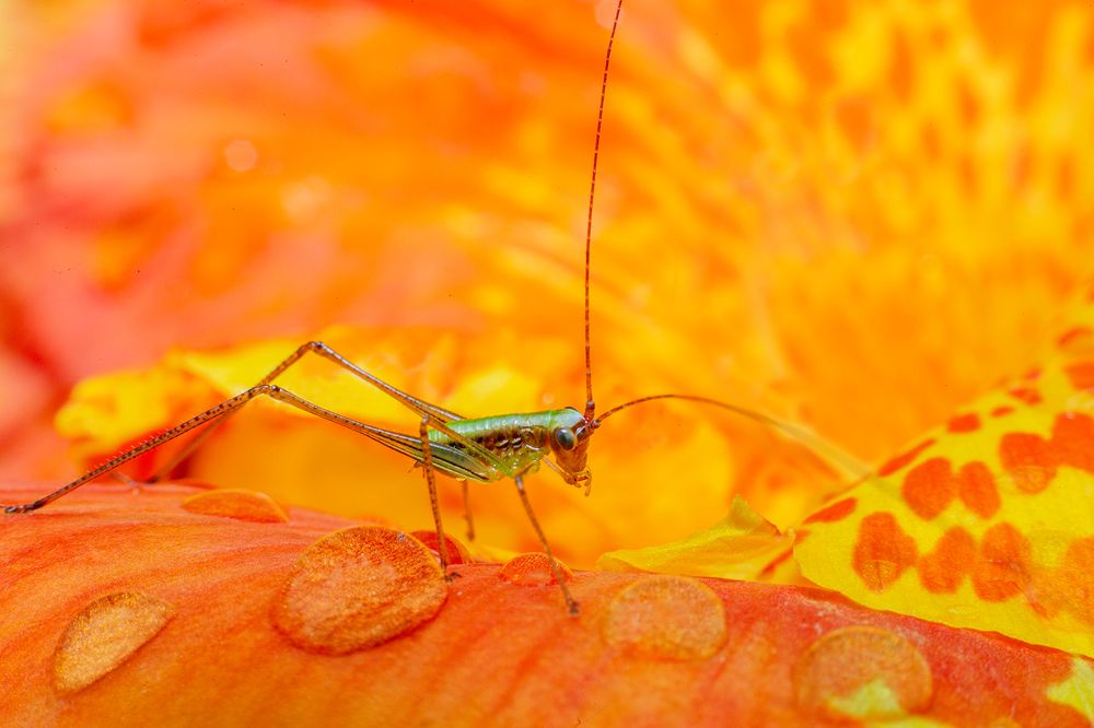 Фотография автора Sasindu Pramuditha