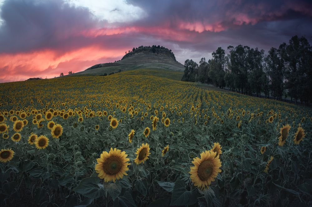 Photograph by José Manuel Martín Espinar