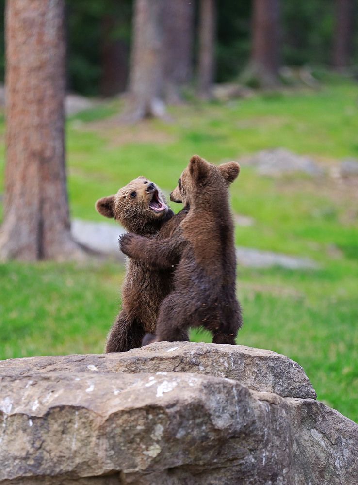 Медвежья семья.