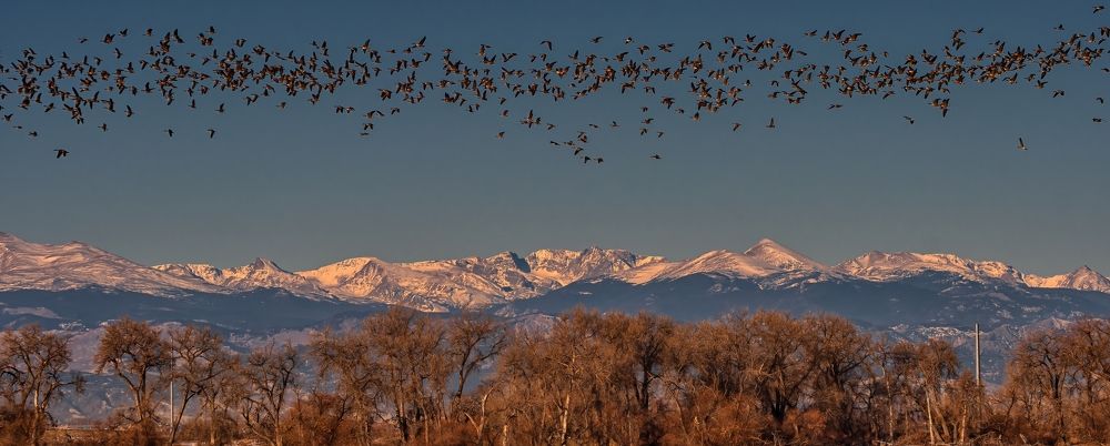 Flocking the Front Range