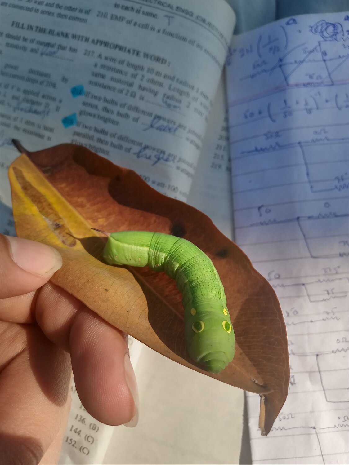 Photo #7012982